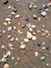 Muscheln
