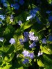 Blümchen