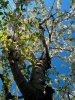 Kirschbaum