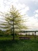 Baum