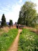 Pusteblumen