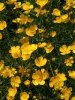Gelbe Blumen