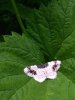 Schmetterling