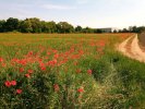 Mohn