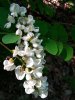 Blüten