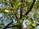 Apfelbaum