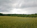 Feld
