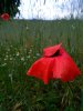 Mohn