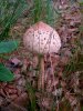 Pilz