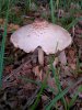 Pilz