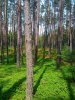 Wald