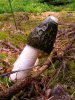 Pilz