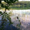 Blüten