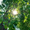 Sonne