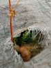 Schnecke