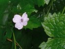 Blüte