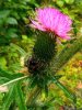 Hummel