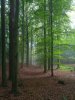 Wald