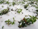 Blaubeeren