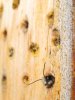 Insektenhotel