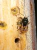 Insektenhotel