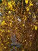 Forsythienvogel