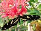 Zebrafalter