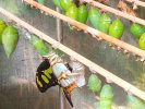 Puppen und frisch geschlüpfter Malachitfalter