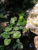 Morphofalter