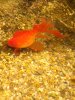 Goldfisch