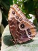 Morphofalter
