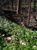 Blümchen