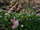Blümchen