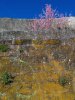 Blüten